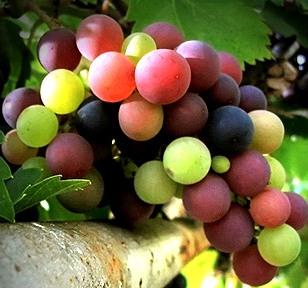 Sauvignon Blanc e Pinot Noir