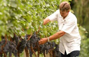 Miolo lança Gamay 2013