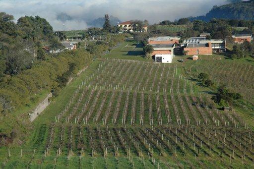 Gaúchos no Top Ten da Expovinis