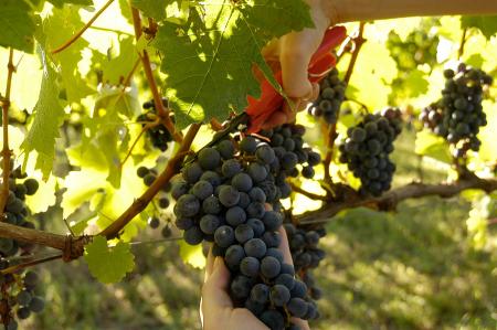 Fortaleza recebe evento especial de degustação	de vinhos