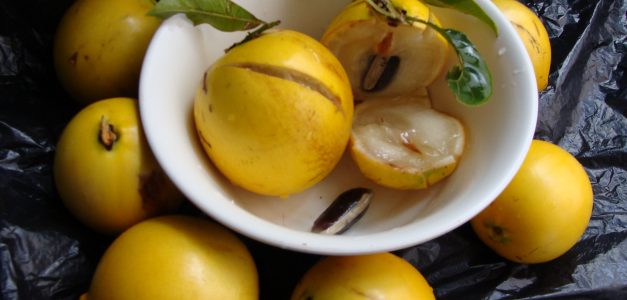 Frutas nativas do nosso Ceará